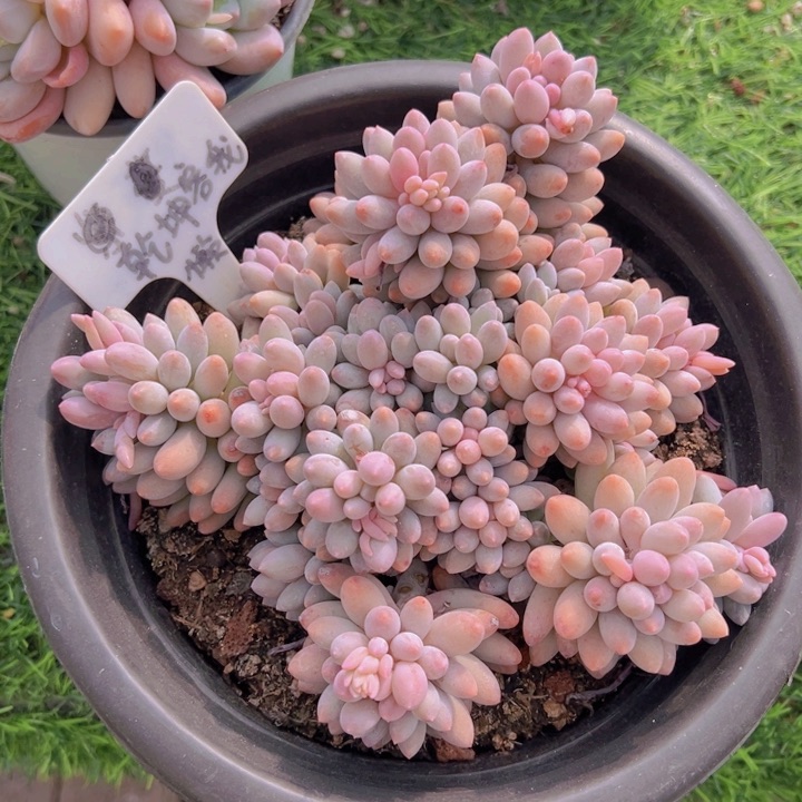 健健康康平平安安