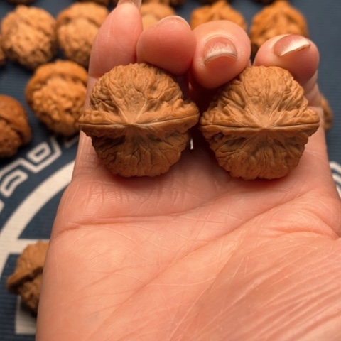 橄榄核手串/手链胶龙31全品