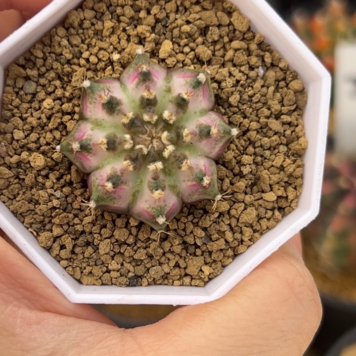 泰国米哈仙人球实生