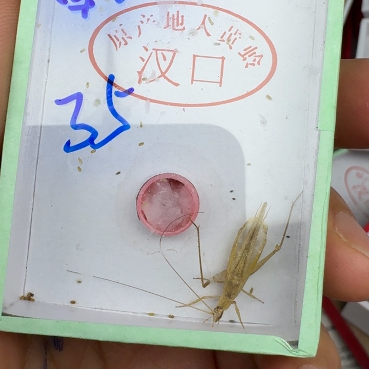 蕃***茄蟋蟀蝈蝈我在11111