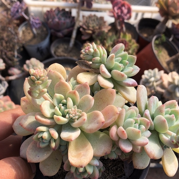 佳*琪琪多肉 山东临沂