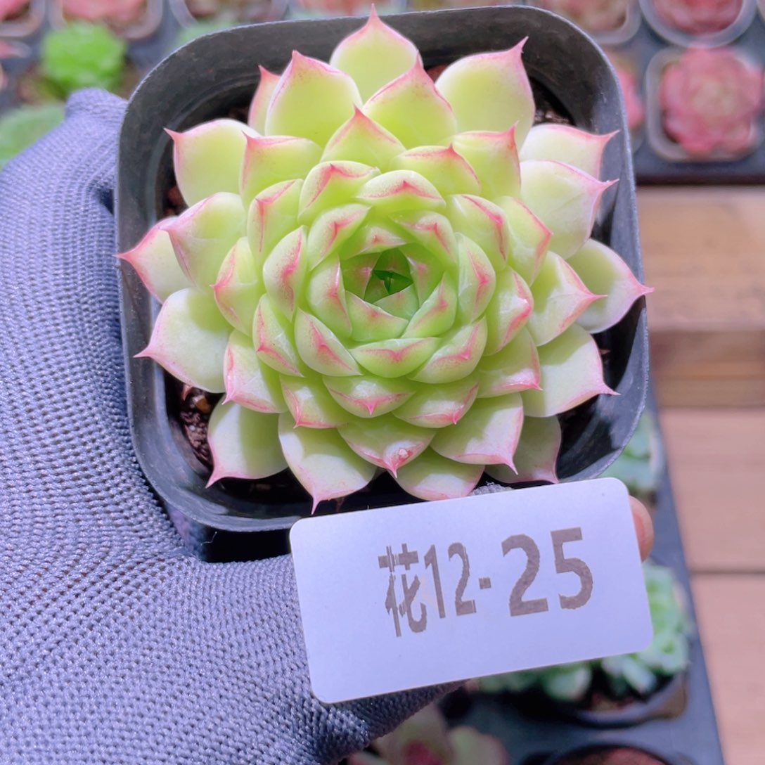 花利美12-25女王 