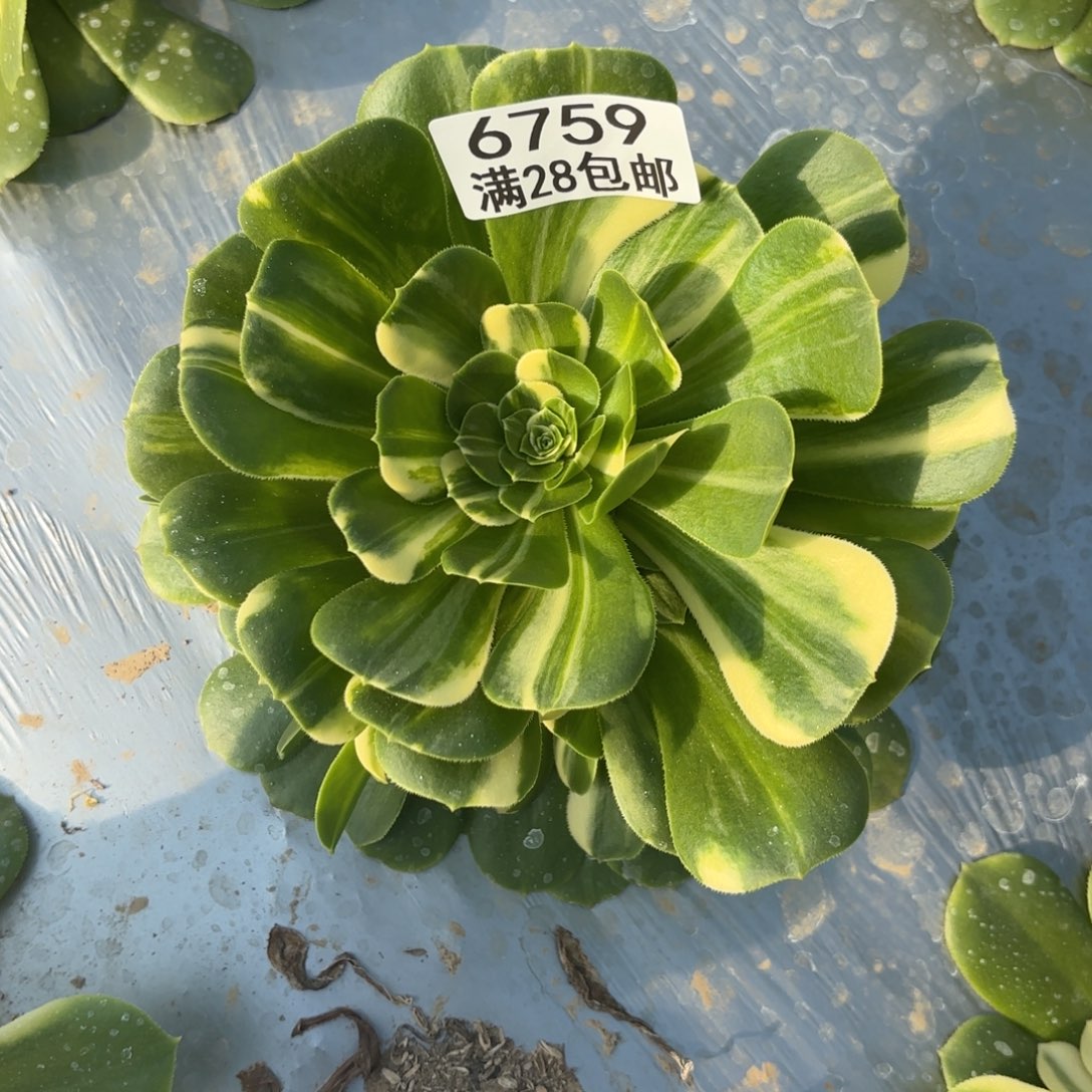 E.  6759五彩琉璃多肉