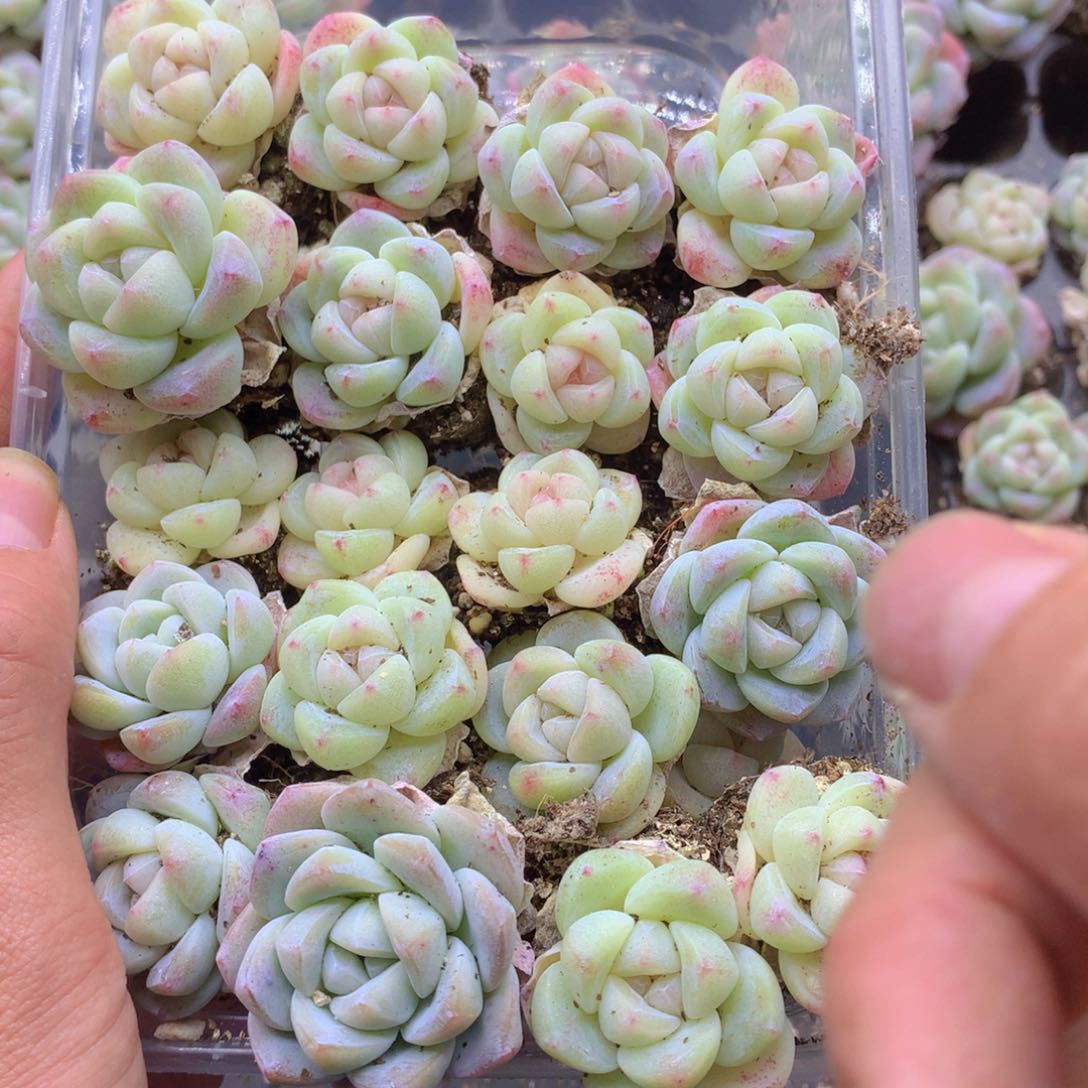 反反复复还是很开心的018