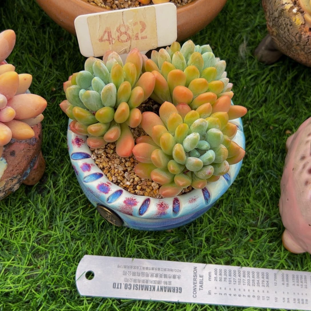 ?*三头小老桩灯美人多肉