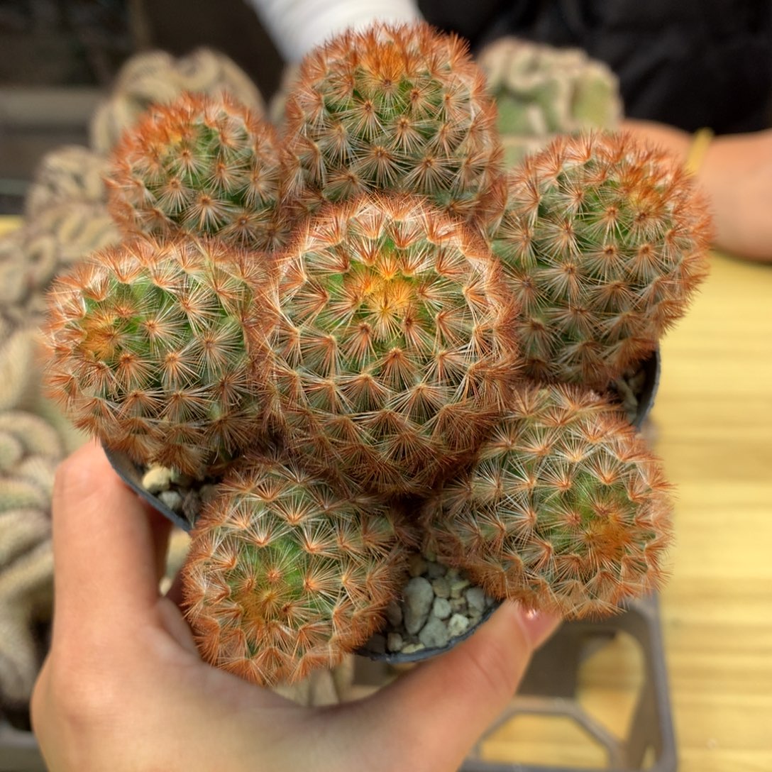      12号 实生 红刺嘉文丸整体11公分