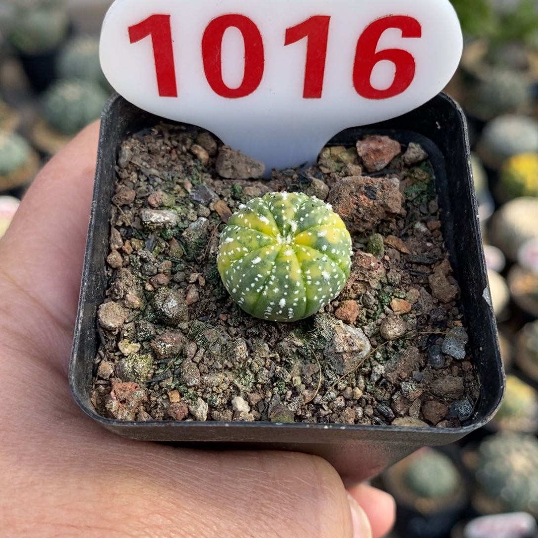 1016兜锦福利多多