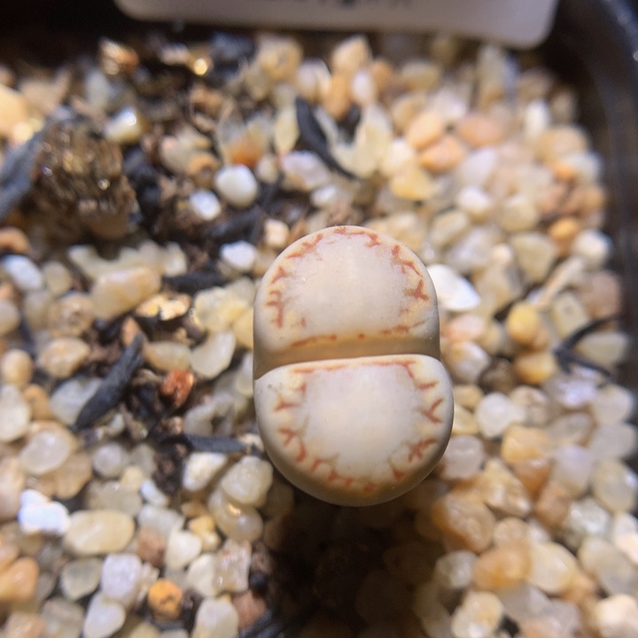  精品生石花219.228