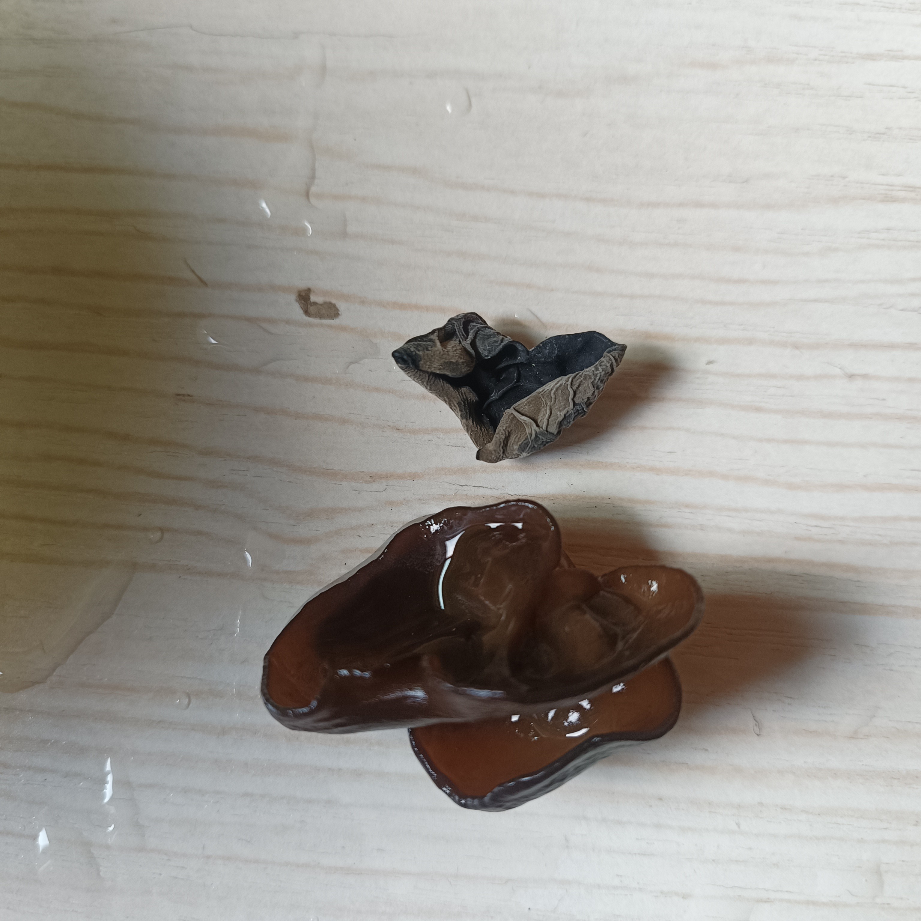 房县椴木中耳500g原生态椴木栽培家庭囤货装炒菜煲汤皆可500克