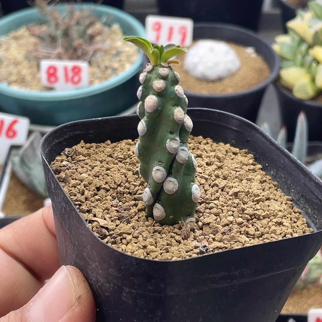 猪鼻子大戟 带盆土包邮