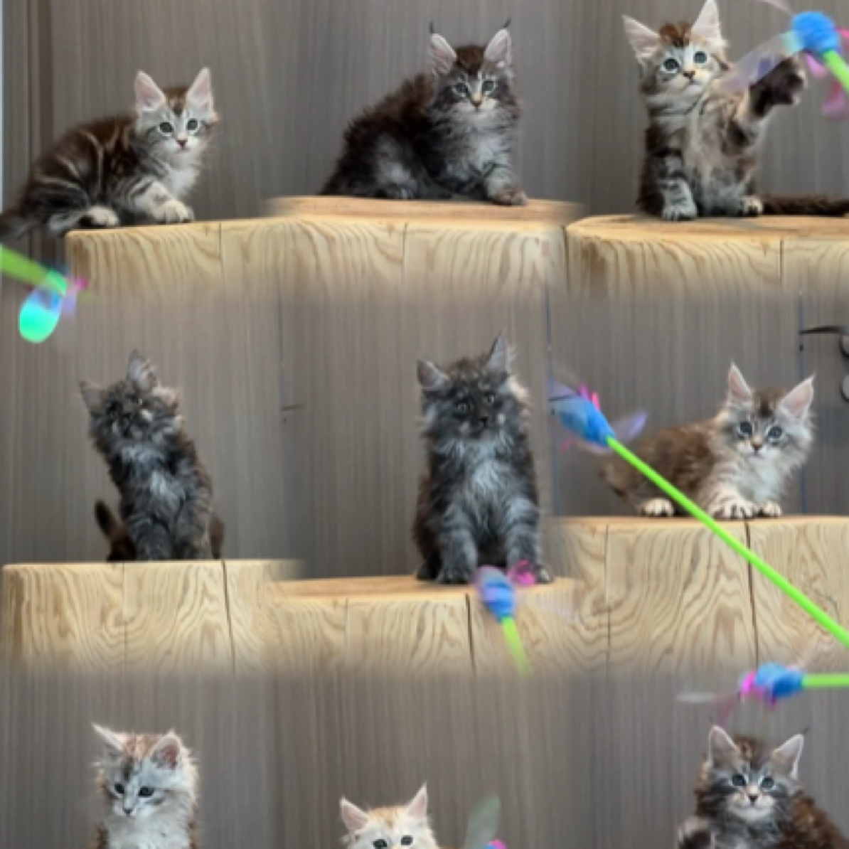 缅因猫门店看猫拍付链接（拍完找小黄车客服对接）