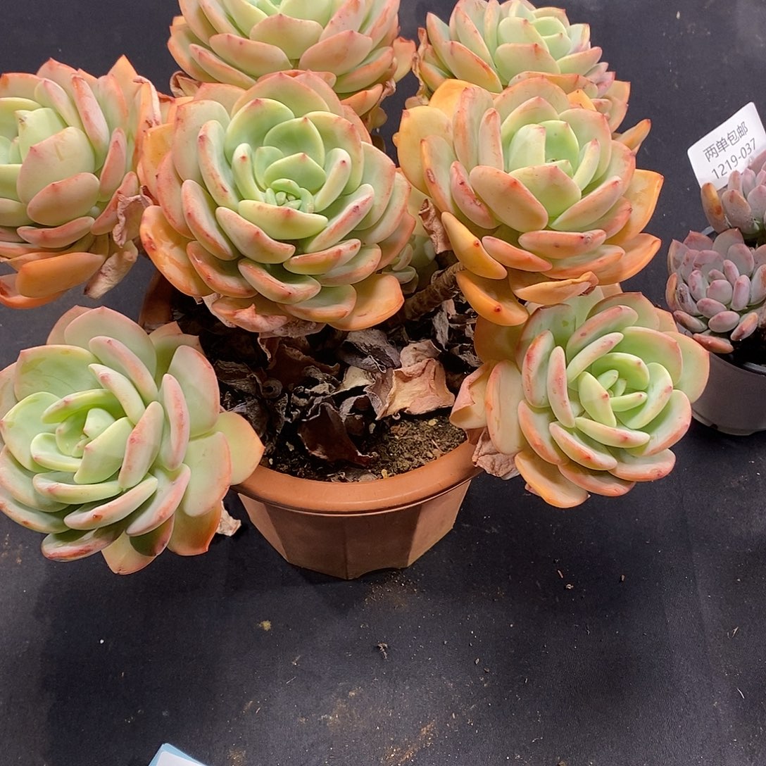 L***陈酸奶多肉 白月光群