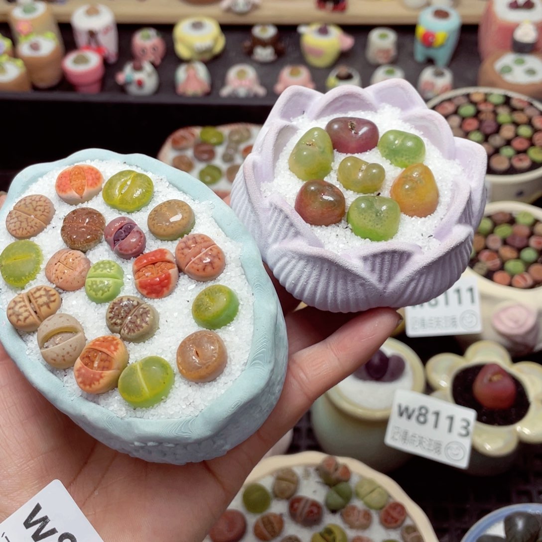 w8096 带盆土发货-零下地区拍保温箱