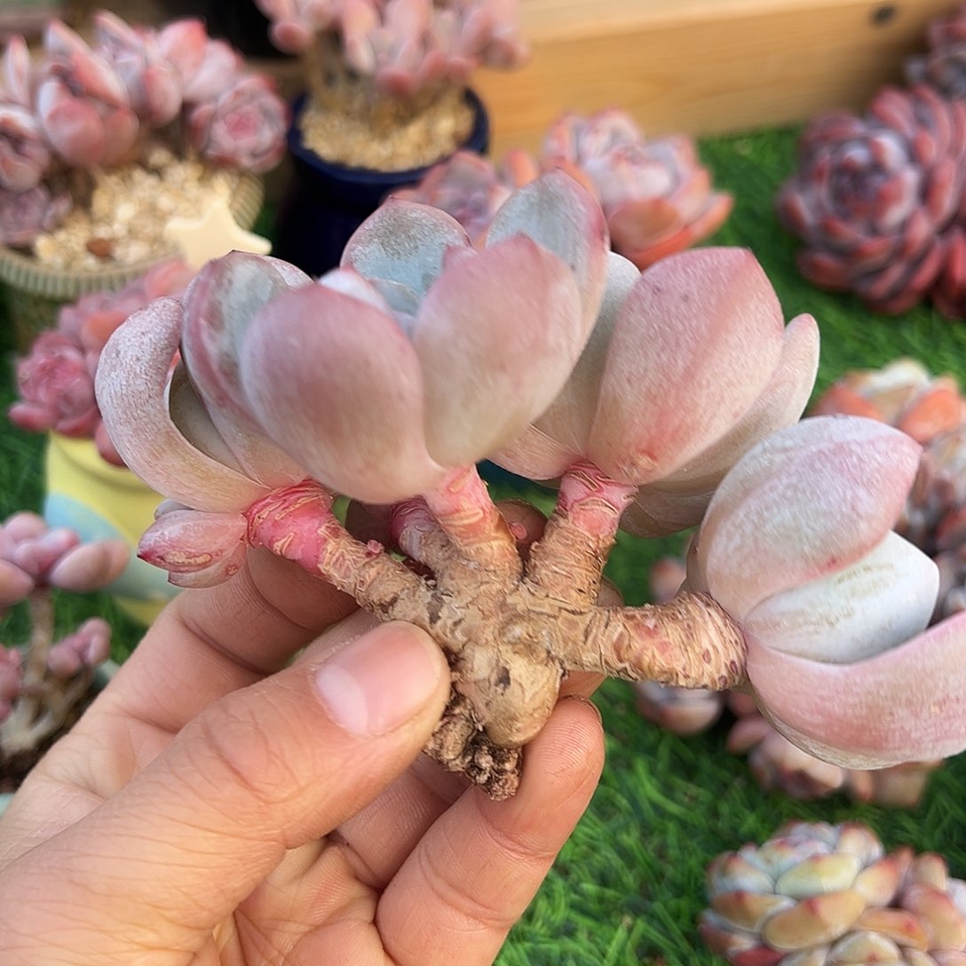 啊石榴籽星影小树福利