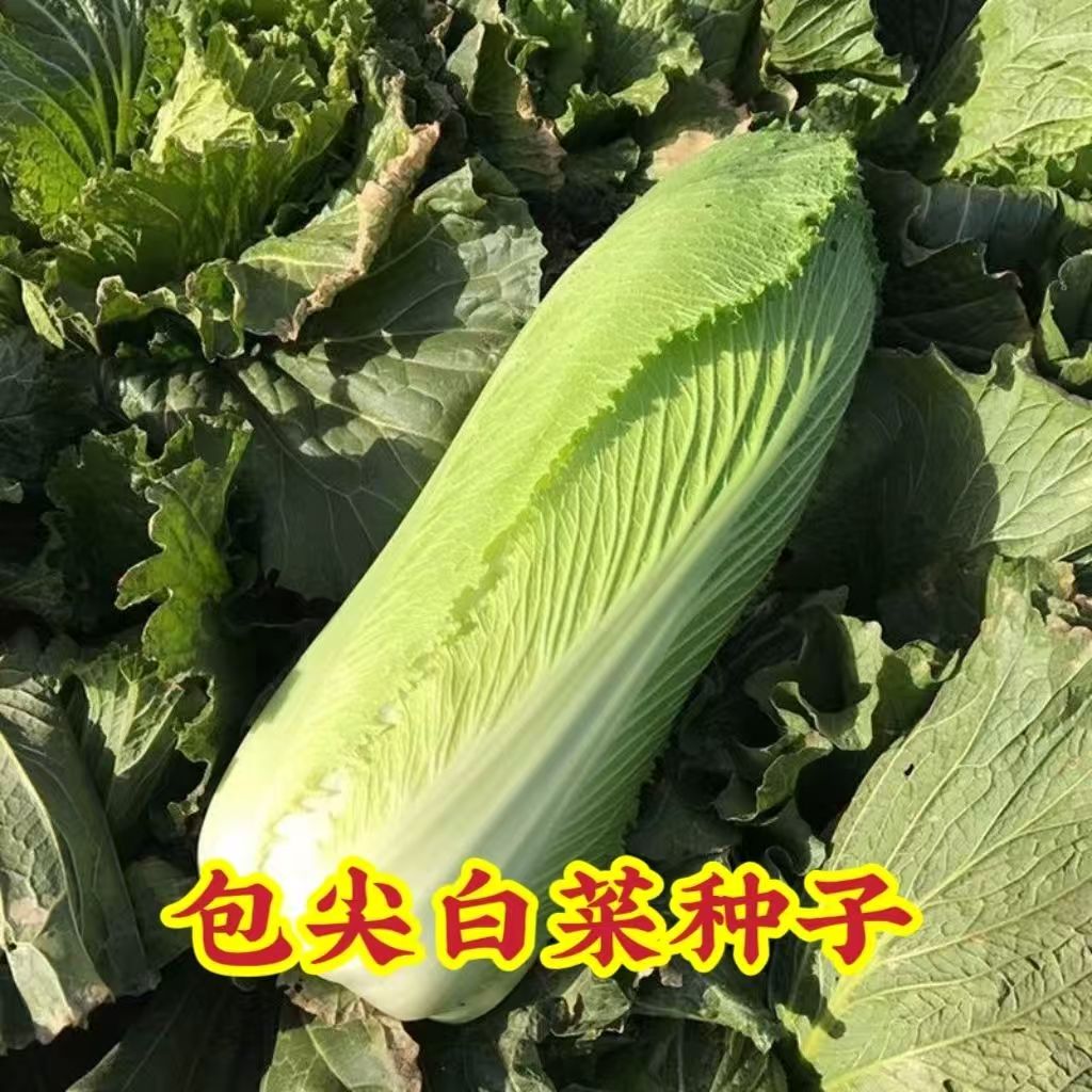 天津白种籽黄芽包白菜种籽直筒长白菜种籽秋季大田农家蔬菜种子籽