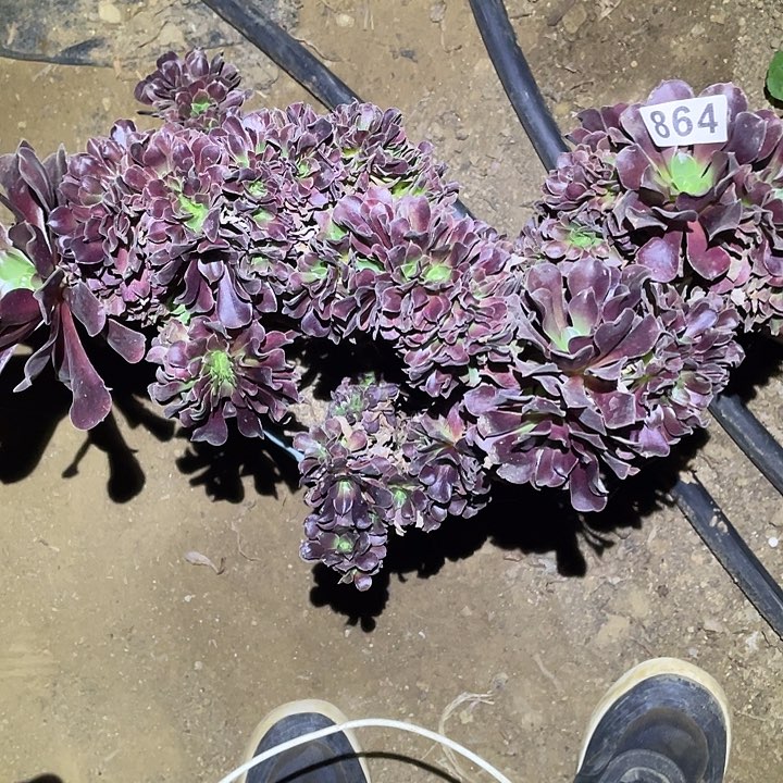 多肉植物断枝不包864欧姿缀