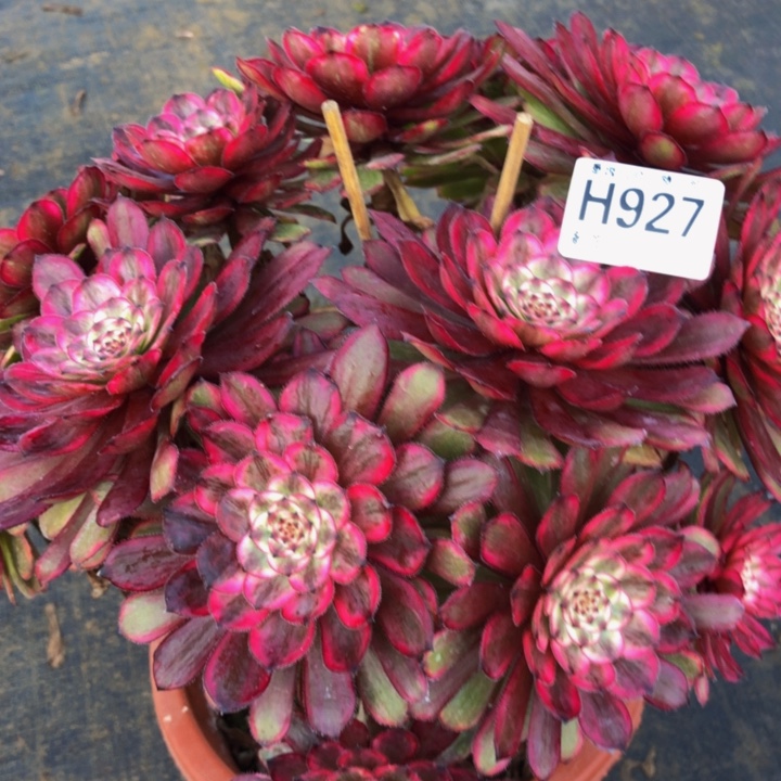 紫霞多肉 2700000000