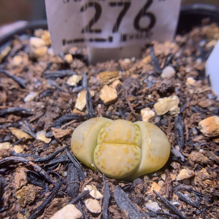 ssss精品生石花276