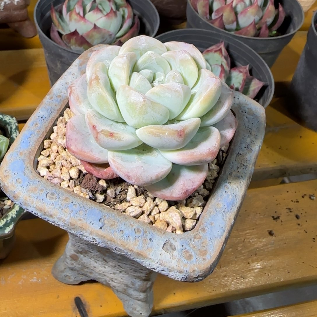 阿***）冰玉多肉植物老桩一物一拍