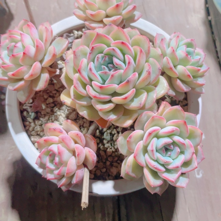 多肉植物多肉多肉植物