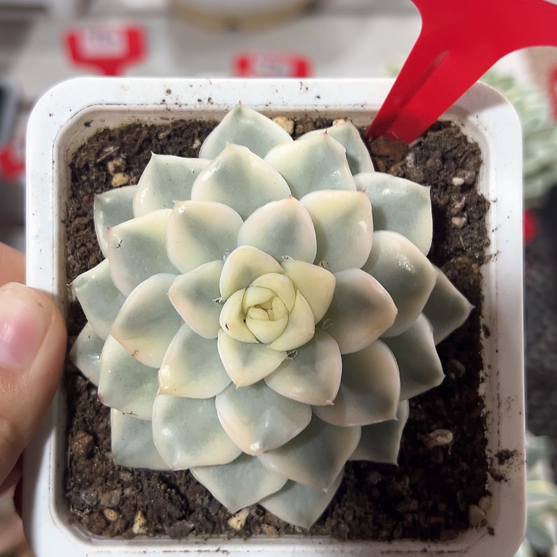 153号雪鸢锦多肉植物