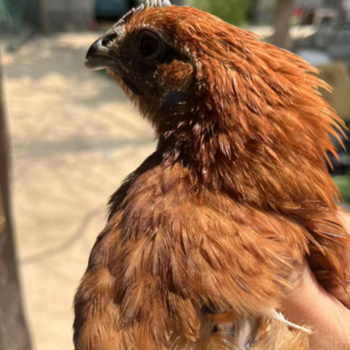 散养活体宠物鸡 麻羽乌肉绿壳 五黑鸡