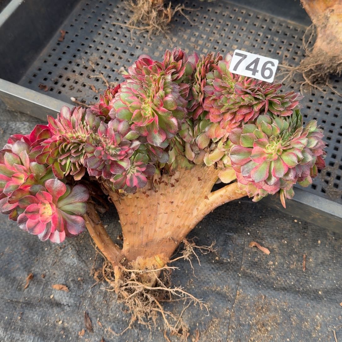 746多肉植物荔枝缀