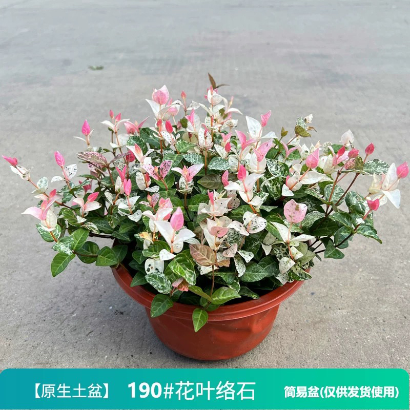 花叶络石原盆原土花苗盆栽四季彩叶垂吊耐寒耐热庭院阳台绿植花卉