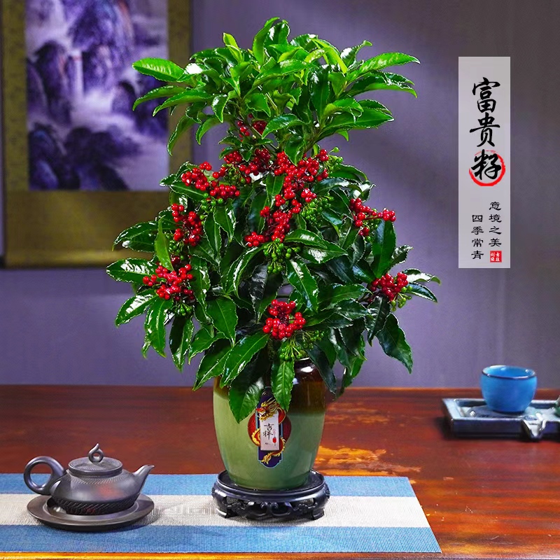 【带绿果发货】富贵籽盆栽花卉绿植物耐阴盆栽净化空气喜庆办公室内