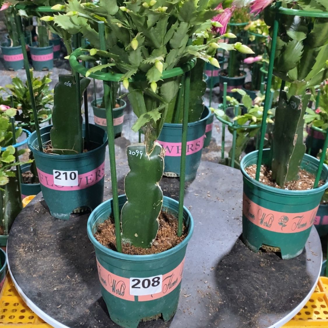 【闪购商品】无花朵雨**虹208嫁接2099