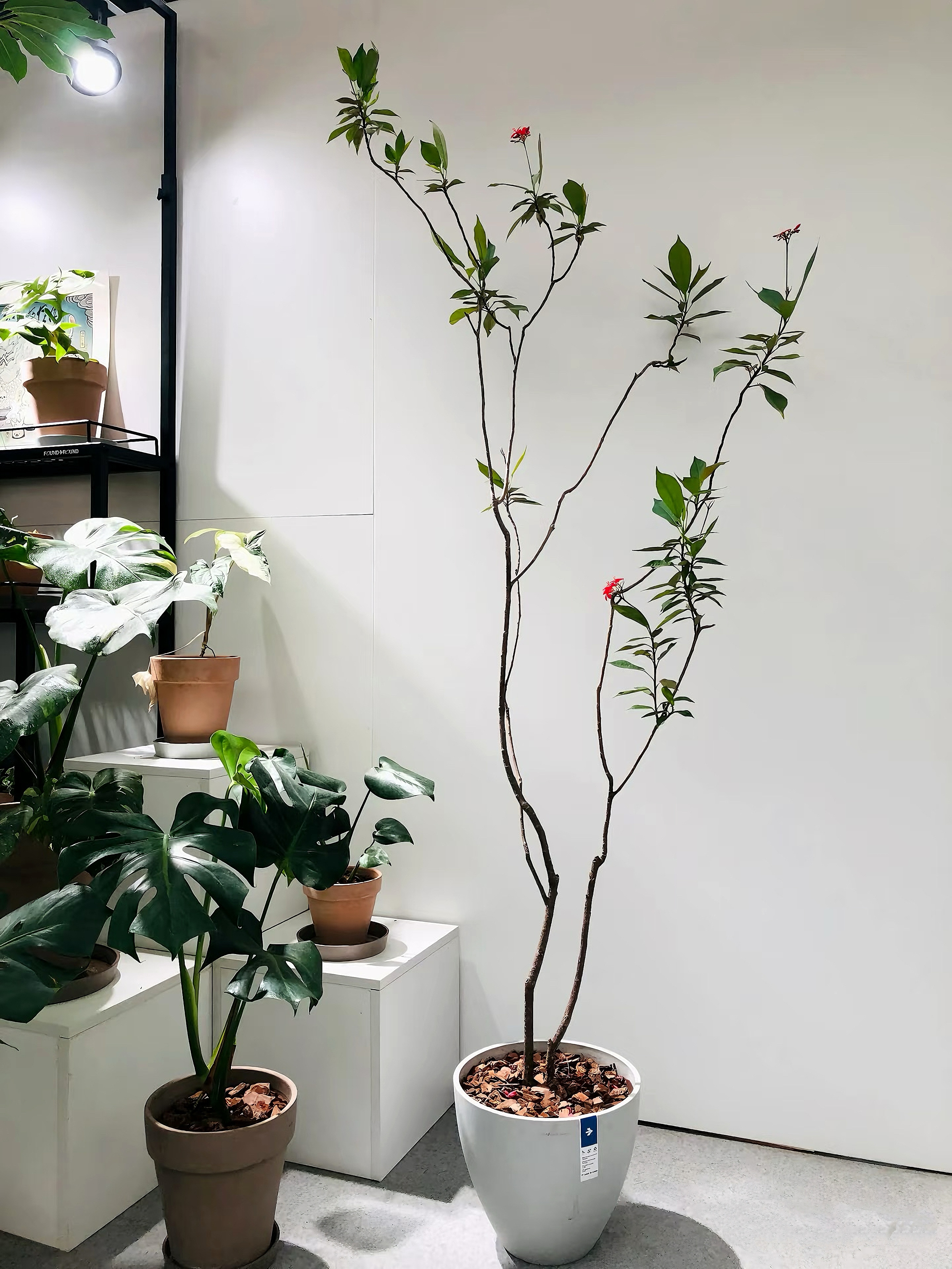 琴叶珊瑚榕 客厅室内好养绿植