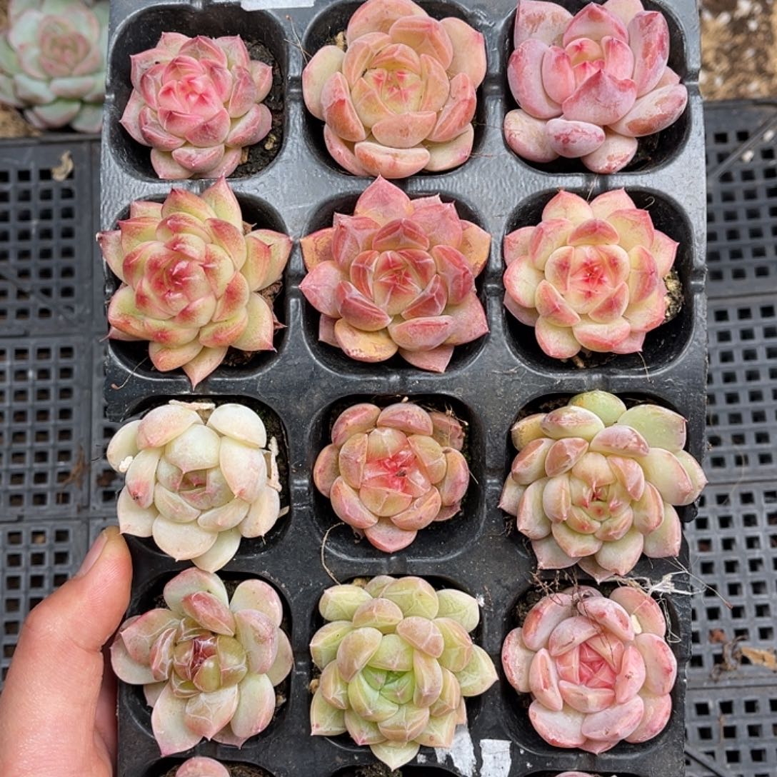 多肉一物一拍26-179