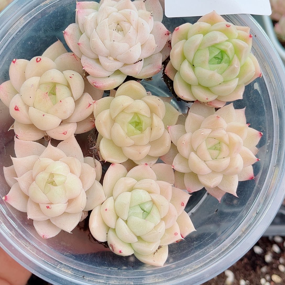 明****艺1-996 新疆西藏内蒙不发初7初8发货