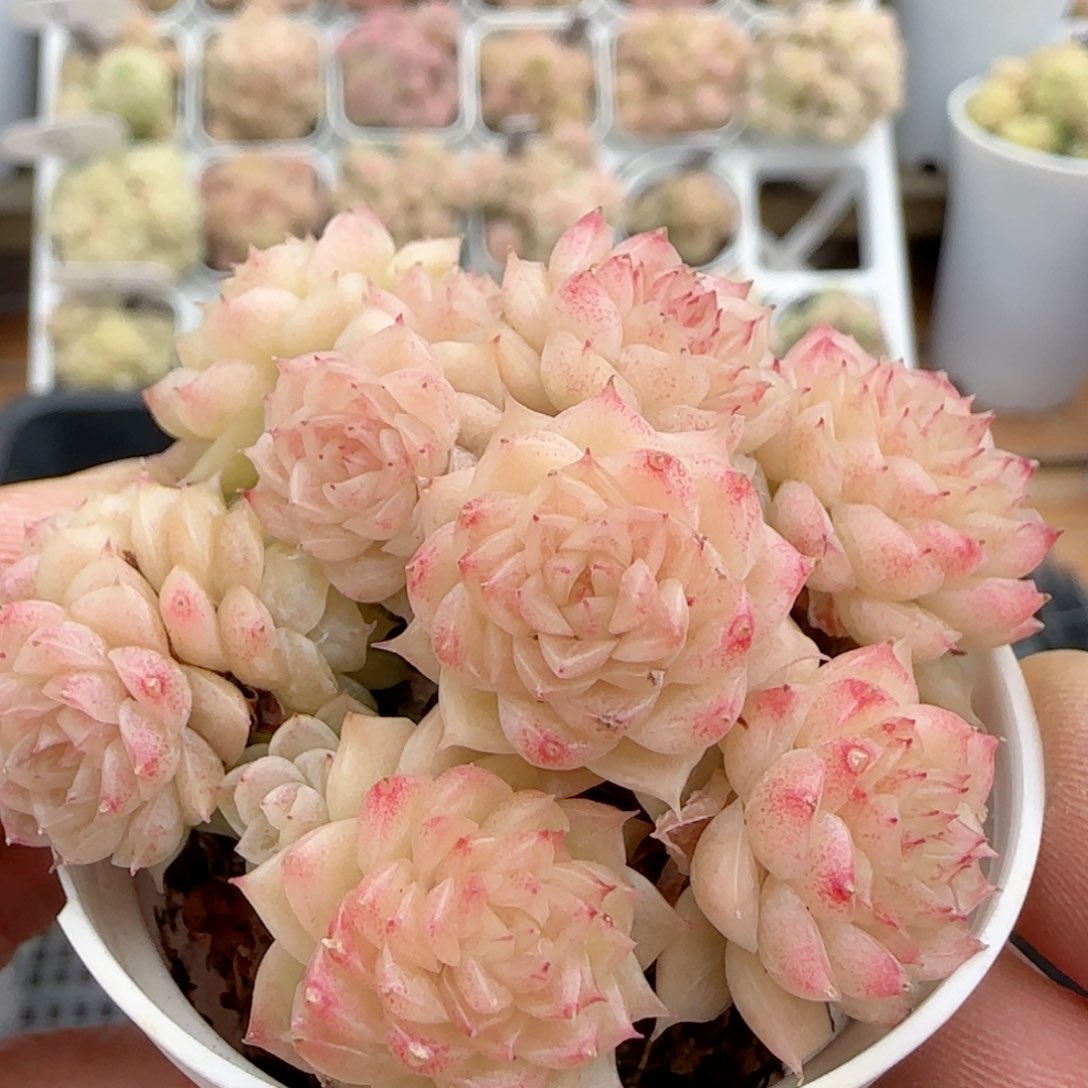 【闪购商品】0208-70（m1-268-2）