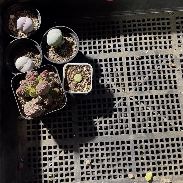 李***婷64号筐带盆土发货