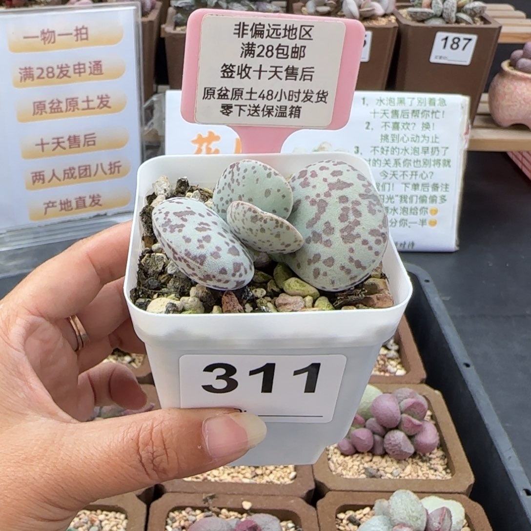 可***丽311花蛋多肉的植物