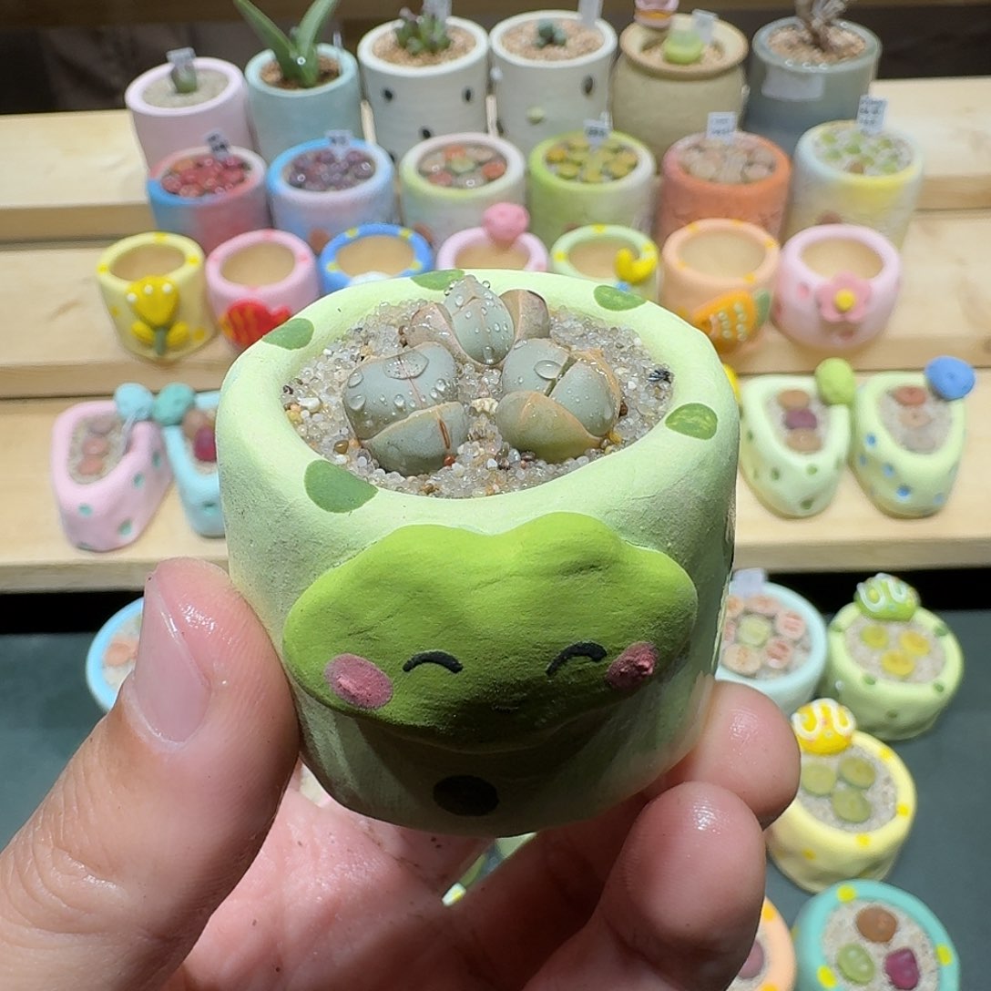 红陶蘑菇260魔玉