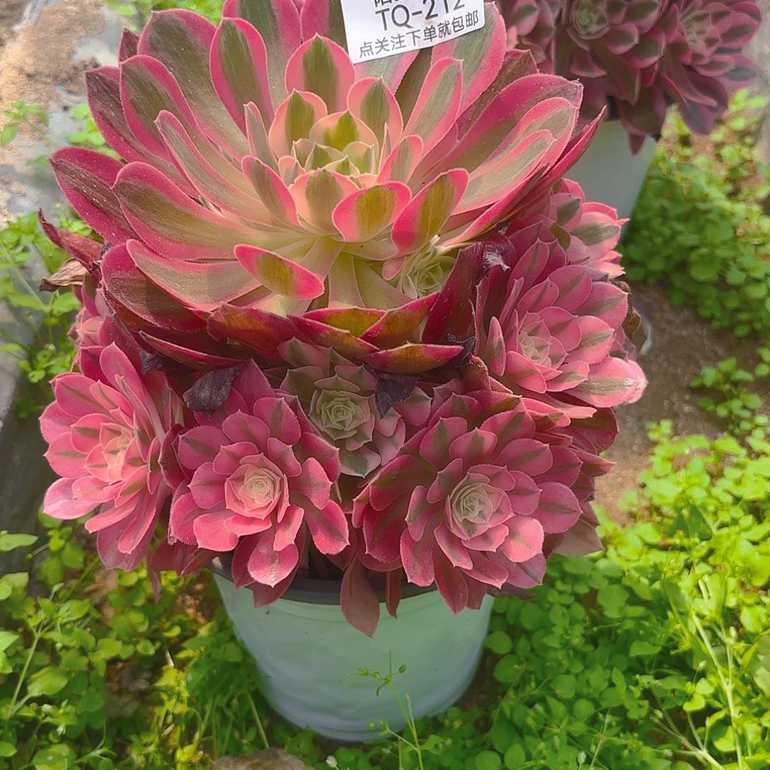 女巫三号多肉植物212