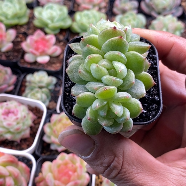 天官赐福百无禁忌