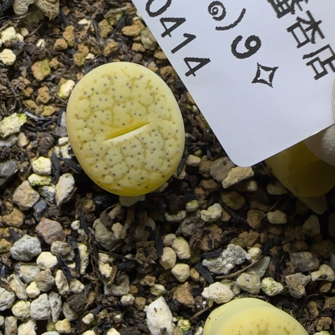 0414。默认脱土。18包邮。偏远88包邮