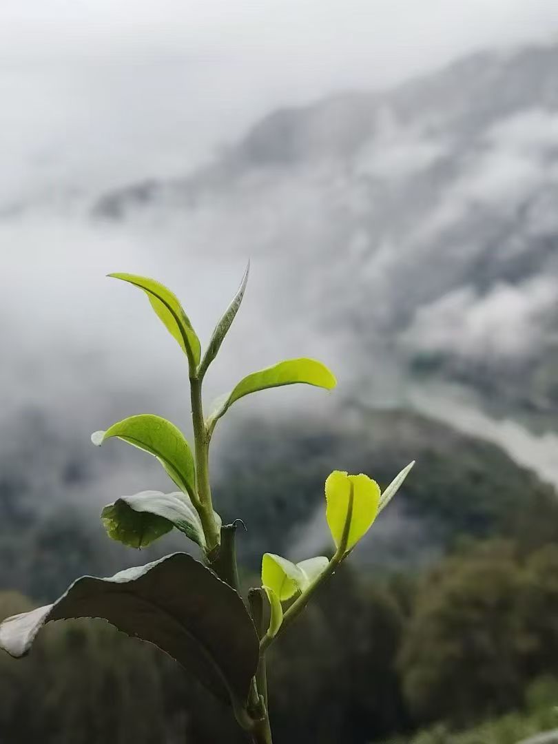 冰岛老寨源三号2025地界大树春