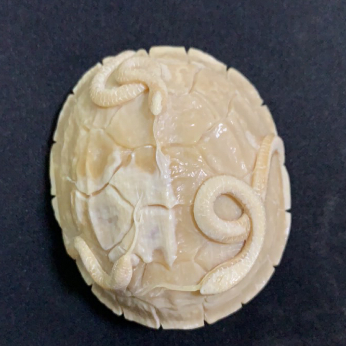 猛犸约77克雕刻件ZL1798