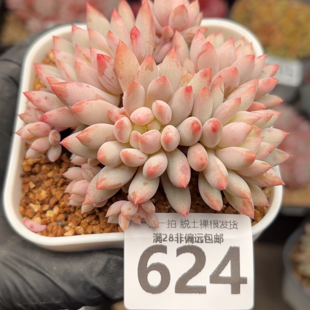 小明珠无盆土发货