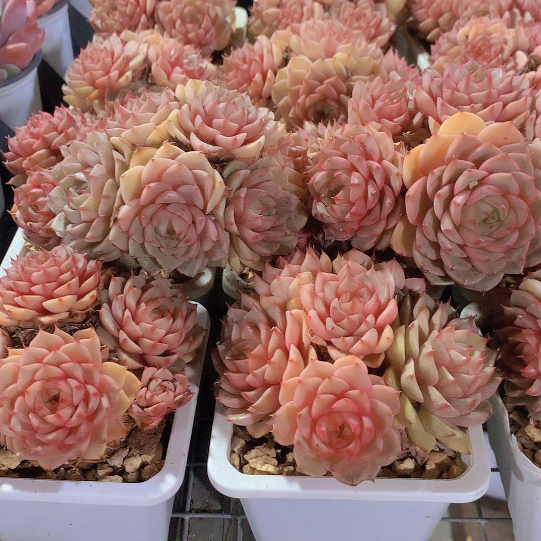 黄金苯巴蒂斯345688999