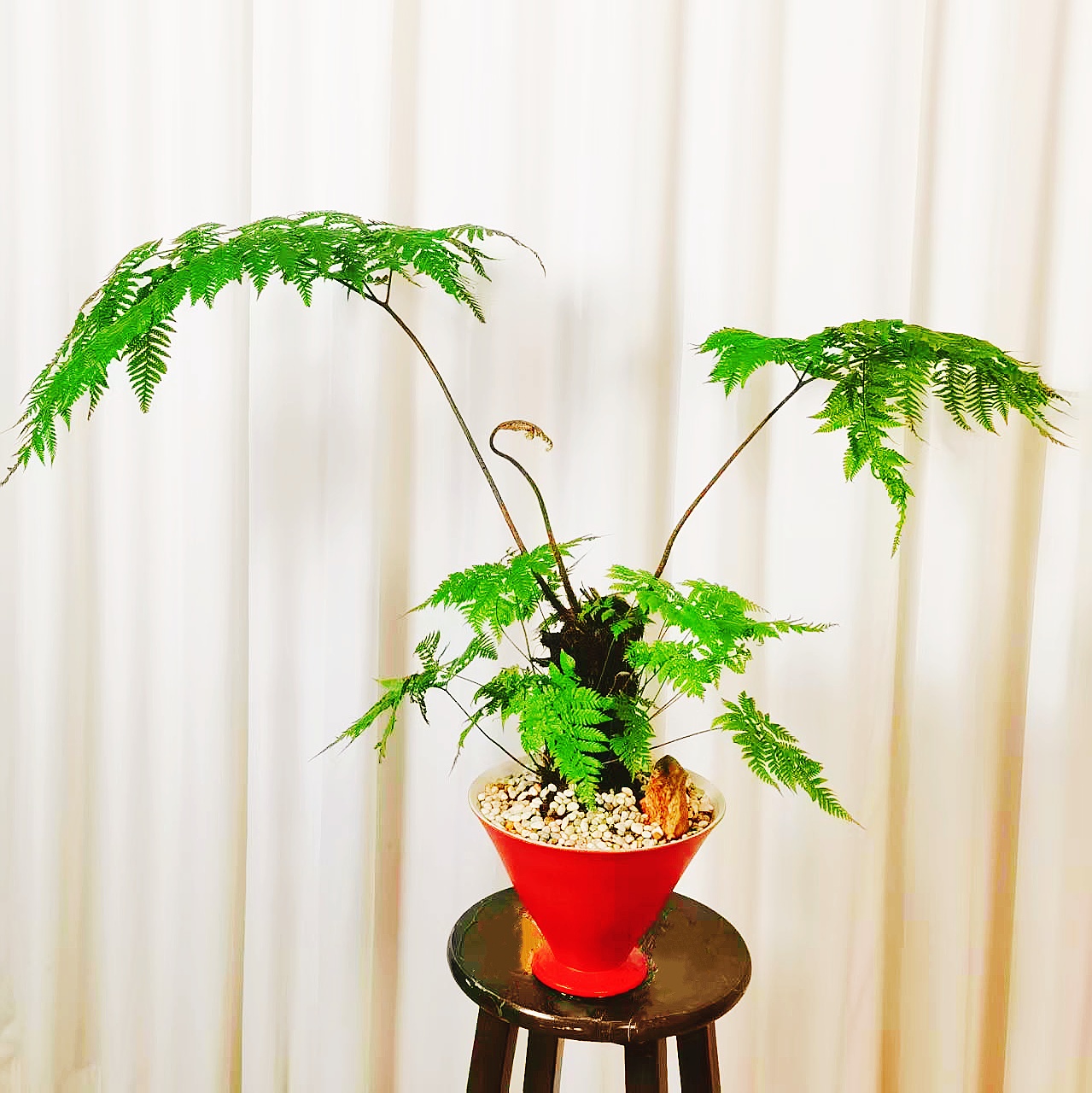 红磷蕨室内高端绿植盆景桌面耐阴好看好养净化空气