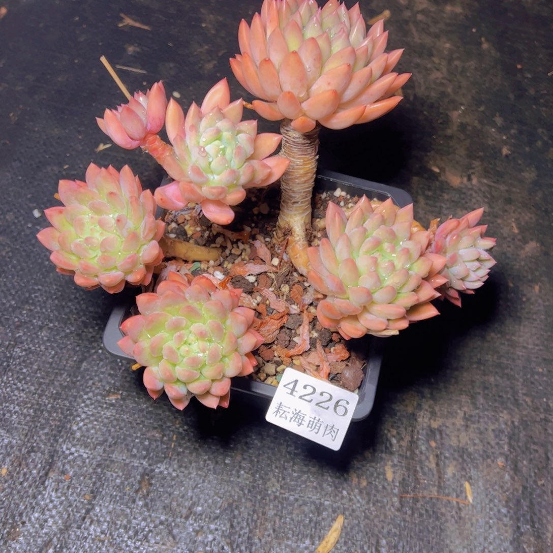 初***光冰心公主4226多肉植物发货