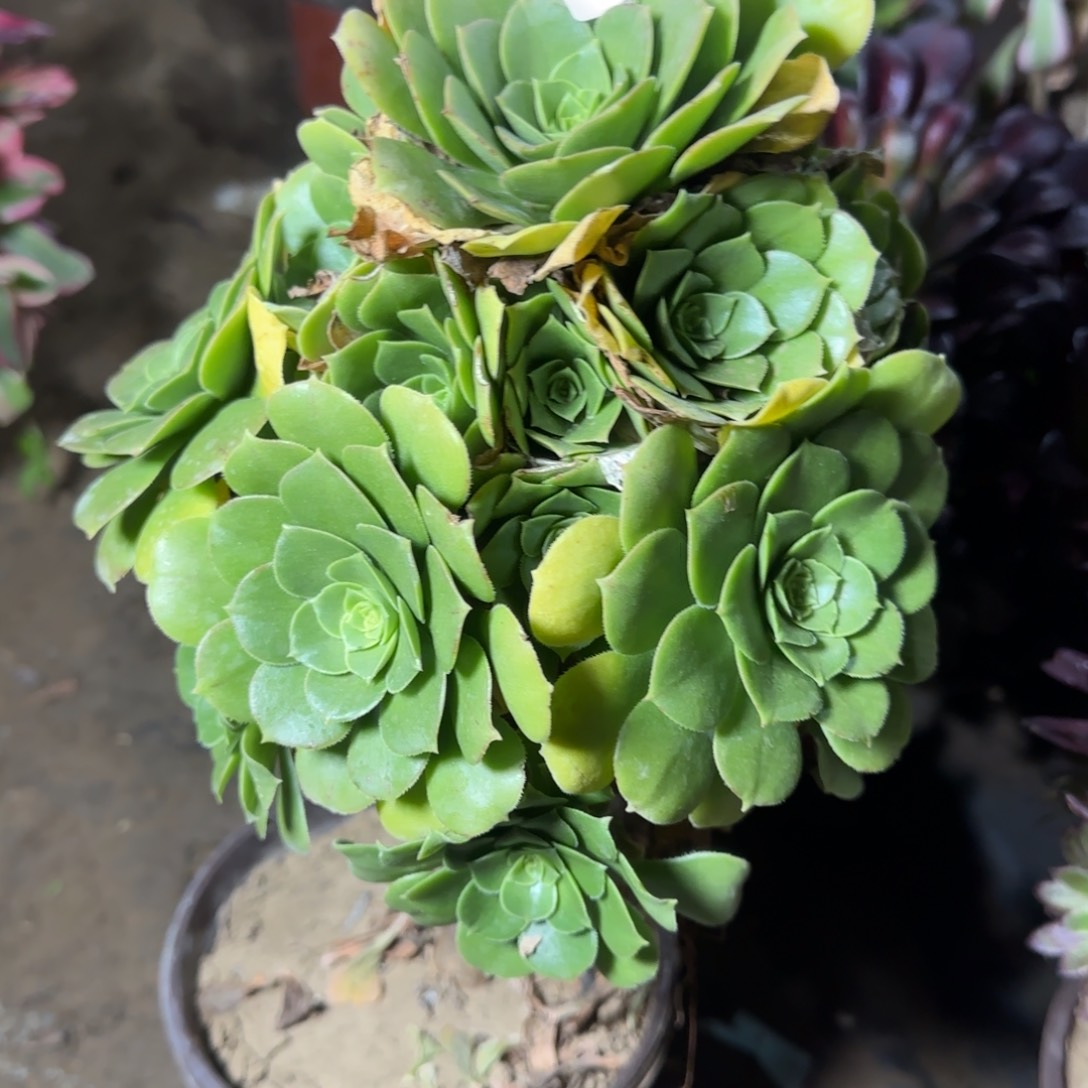 绿羊绒多肉032满28包邮断枝不包