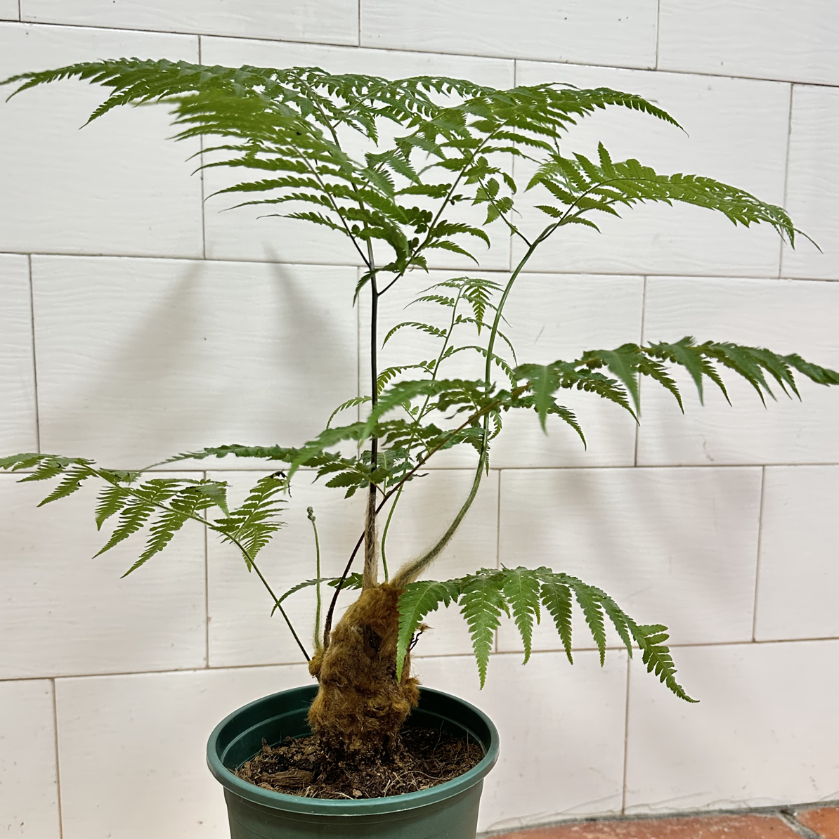 金毛狗蕨金毛狗植物中式风禅意盆景观叶绿植室内好养