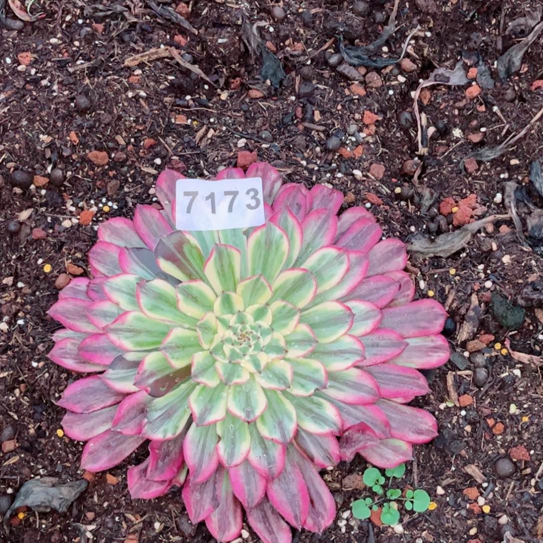 云彩多肉发货发货