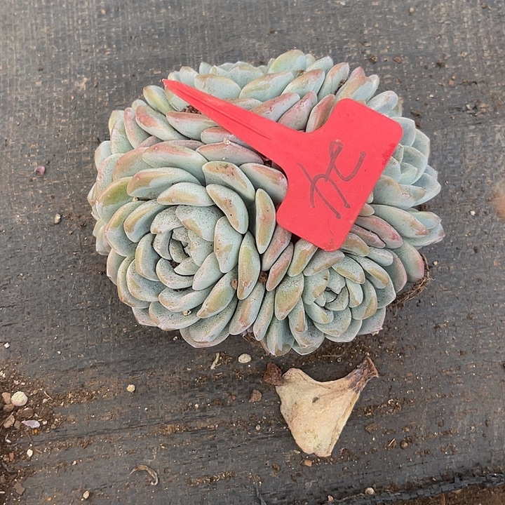 魅***影两单包邮，一物一拍，24